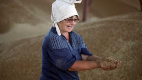 5 июня в России снова провалились зерновые интервенции